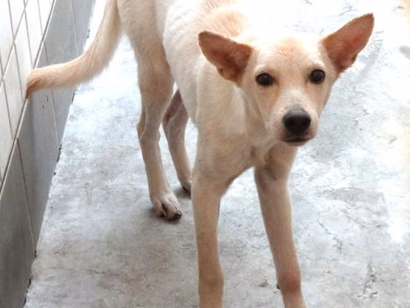 White adult male mixed-breed dog, Medium, shelter no. …1707
