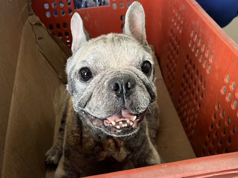 Tan adult female French Bulldog, Medium, shelter no. …27W1