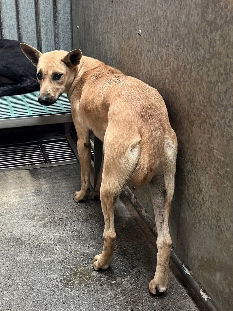Tan adult female mixed-breed dog, Medium, shelter no. …9001