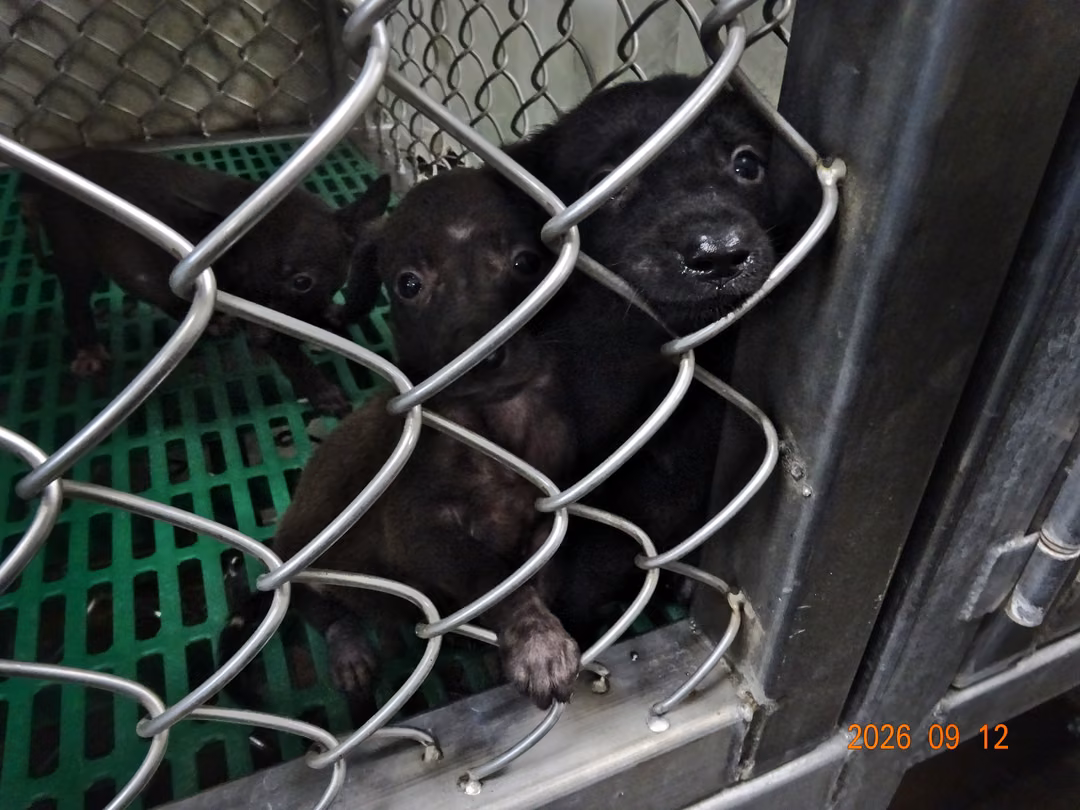 Black young female mixed-breed dog, Small, shelter no. …2003