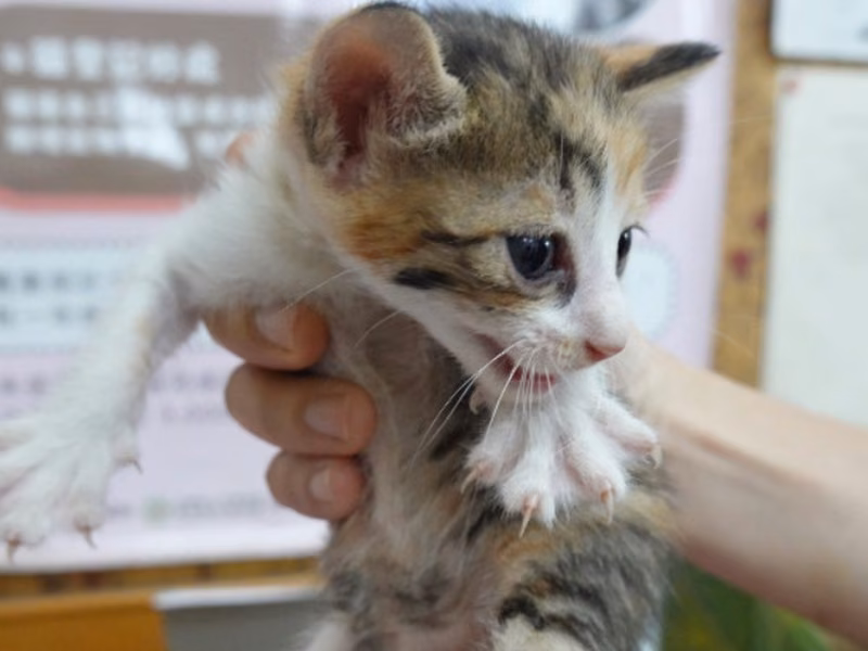 Calico young female mixed-breed cat, Small, shelter no. …8-06