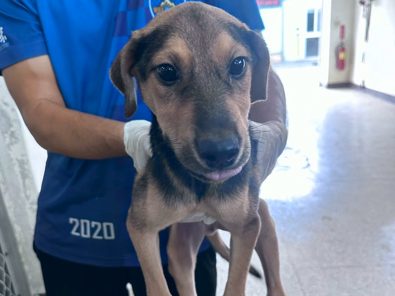 Black-and-brown young male mixed-breed dog, Medium, shelter no. …7002