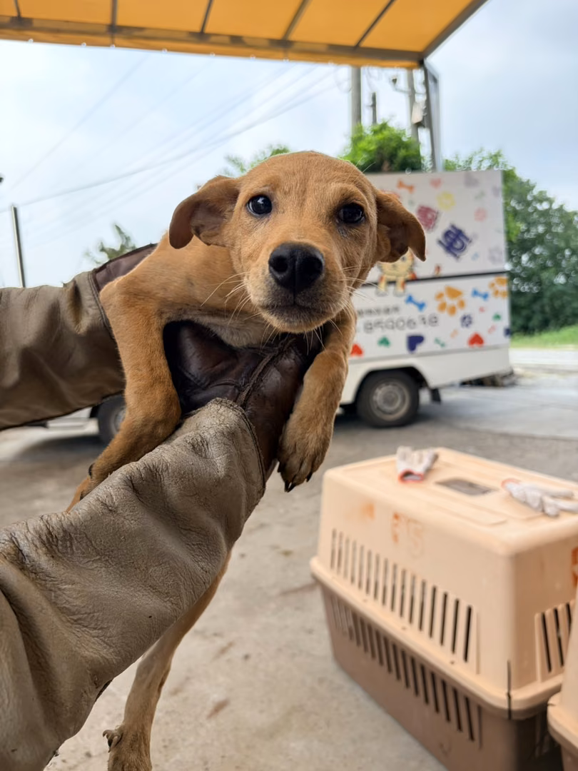 Tan young male mixed-breed dog, Small, shelter no. …5005
