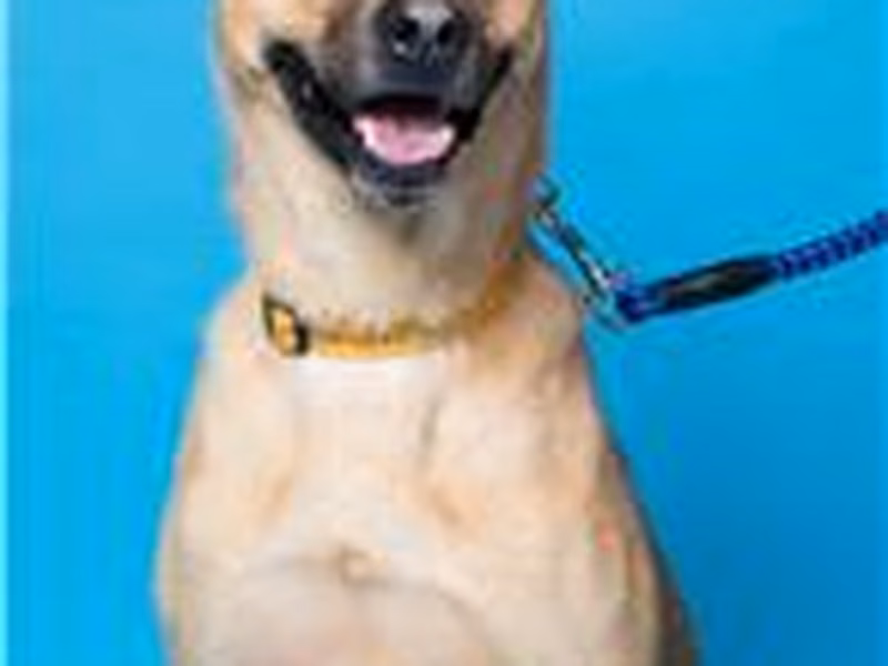 Tan adult male mixed-breed dog, Medium, shelter no. …1607