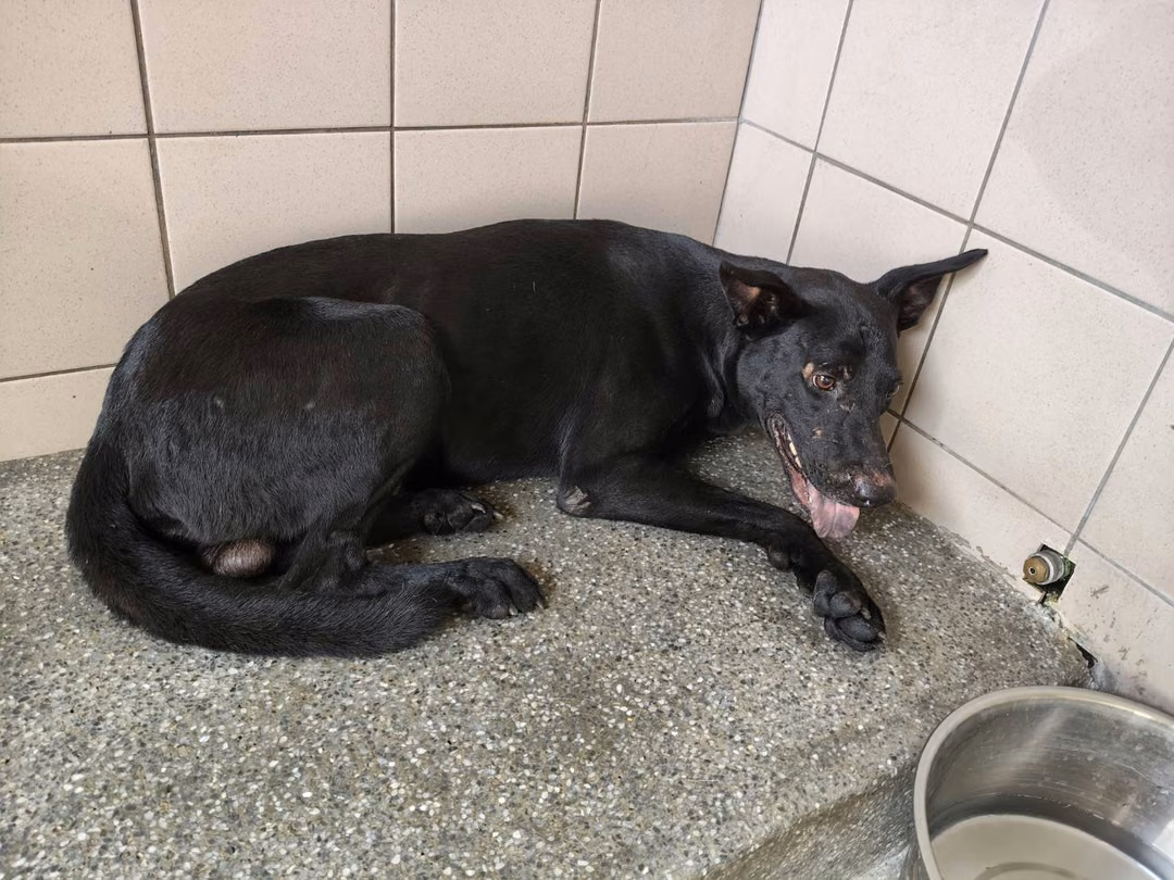 Black adult male mixed-breed dog, Large, shelter no. …1101