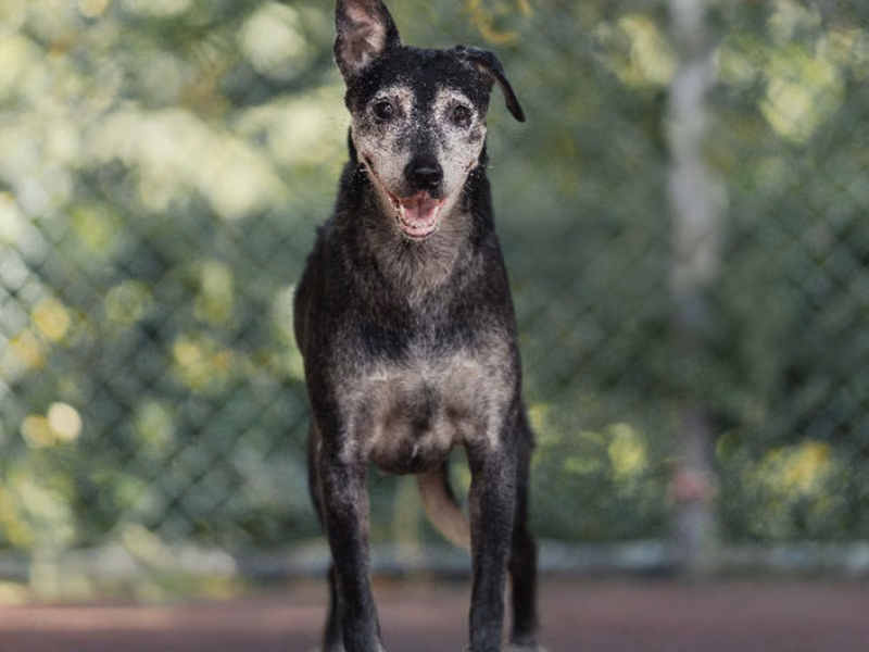Black adult female mixed-breed dog, Medium, shelter no. …2203