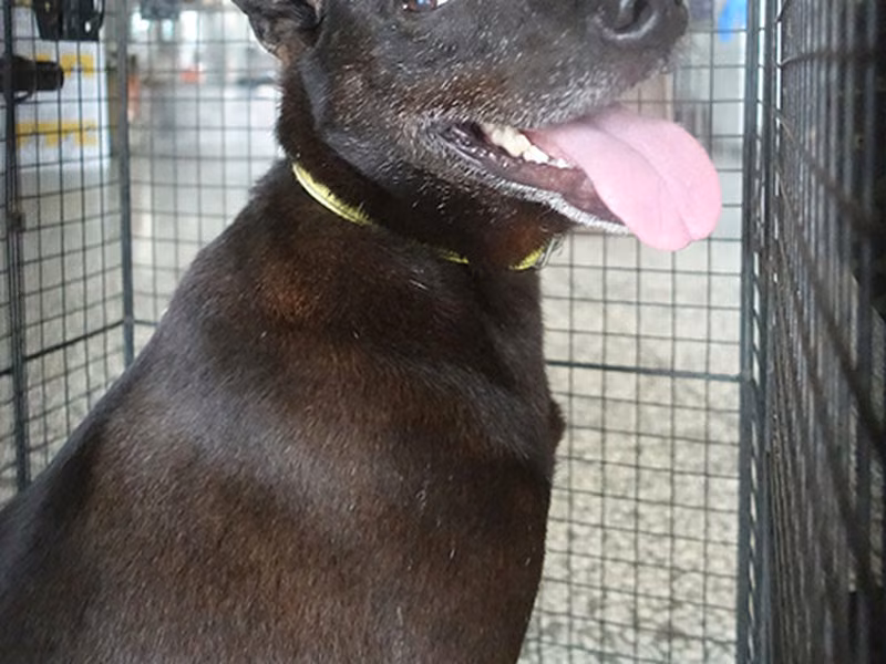 Black adult female mixed-breed dog, Large, shelter no. …1143