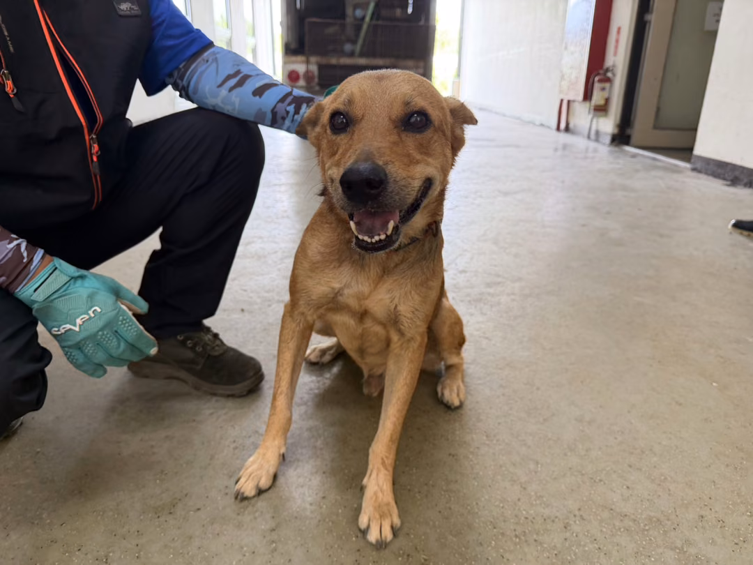 Tan adult male mixed-breed dog, Medium, shelter no. …0003