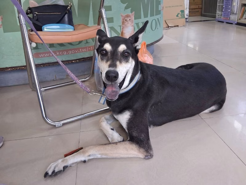 ミックス犬（オス・成犬・黒）、大型, 施設番号 …30A6