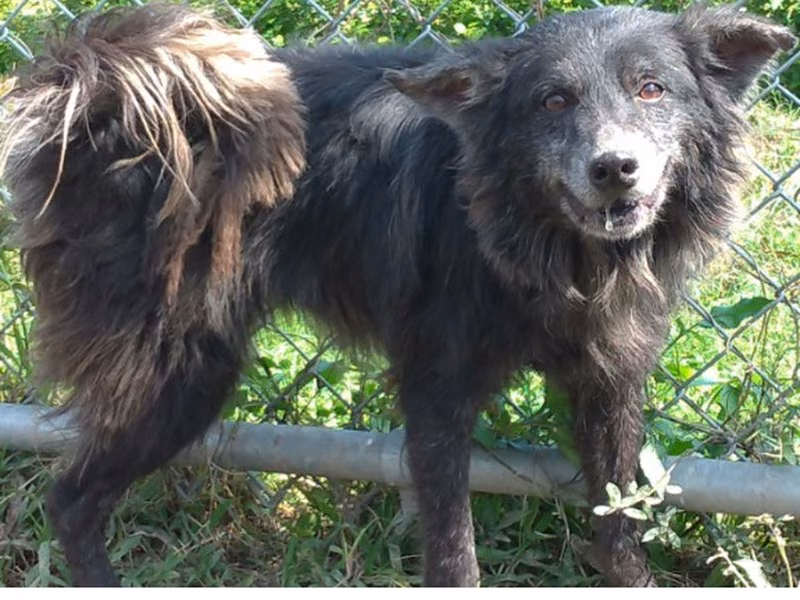 Black adult male mixed-breed dog, Medium, shelter no. …2015
