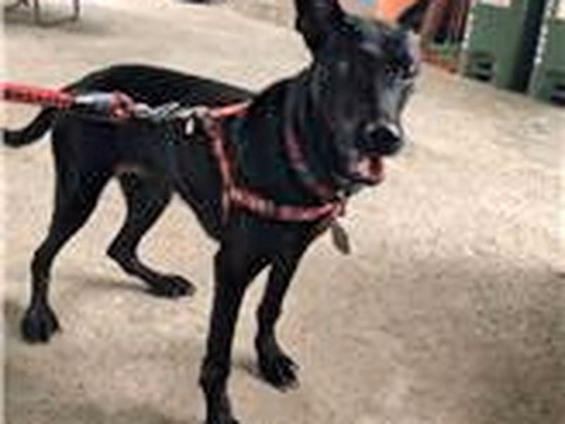 Black adult female mixed-breed dog, Medium, shelter no. …3003