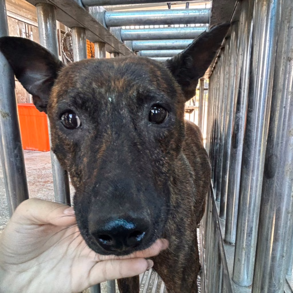 Tabby adult female mixed-breed dog, Large, shelter no. …1001