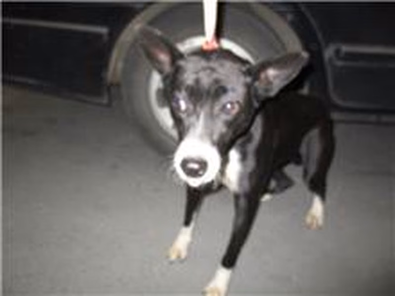 Black female mixed-breed dog, Medium, shelter no. …1010