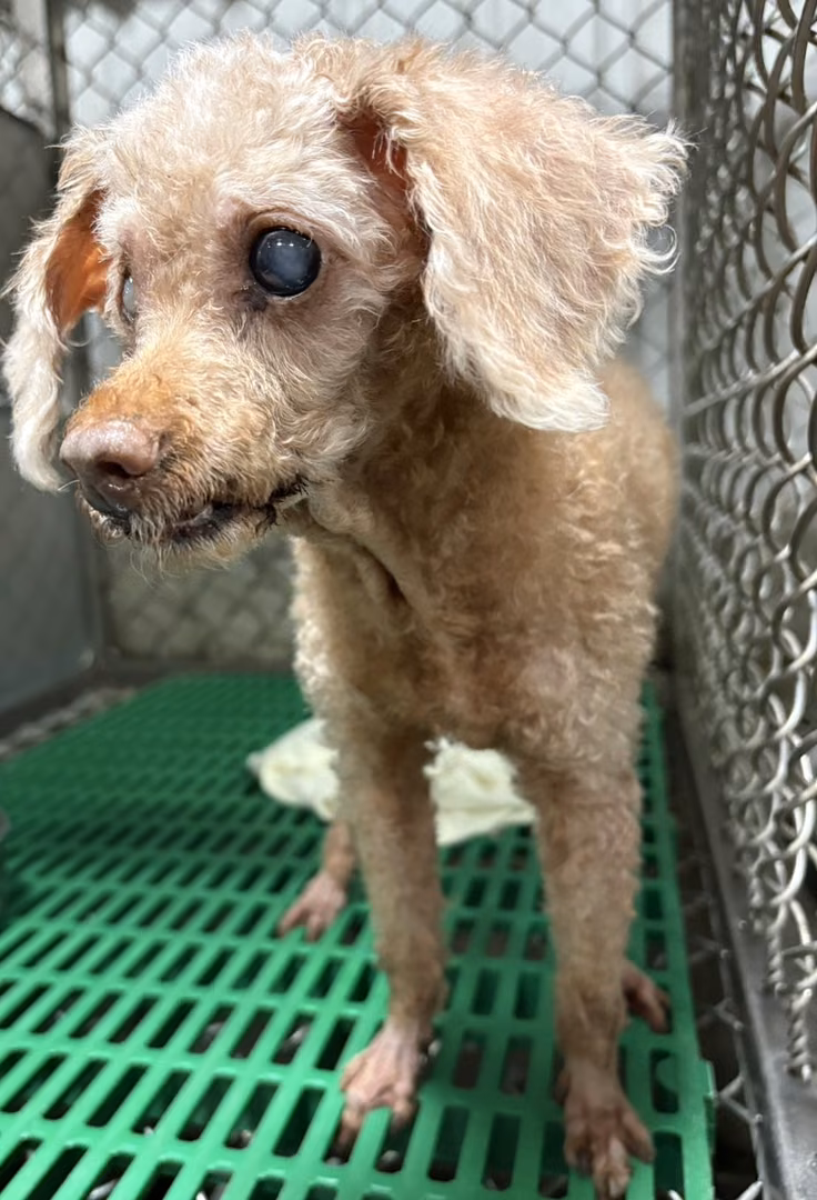 poodle (Babae, Matanda na, dilaw), Maliit, blg. ng shelter …0001