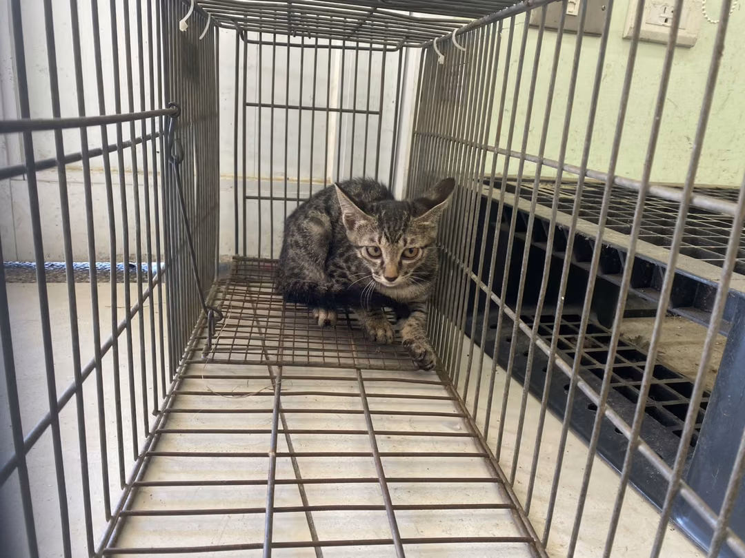 Young female mixed-breed cat, Small, shelter no. …7C07