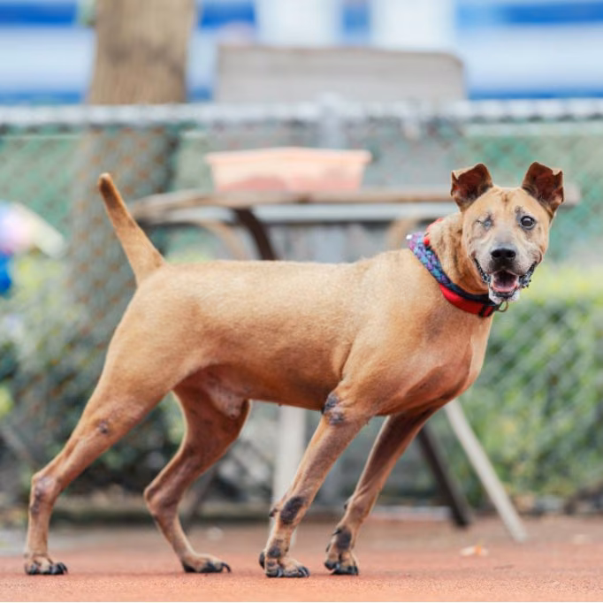 Brown adult male mixed-breed dog, Medium, shelter no. …2702