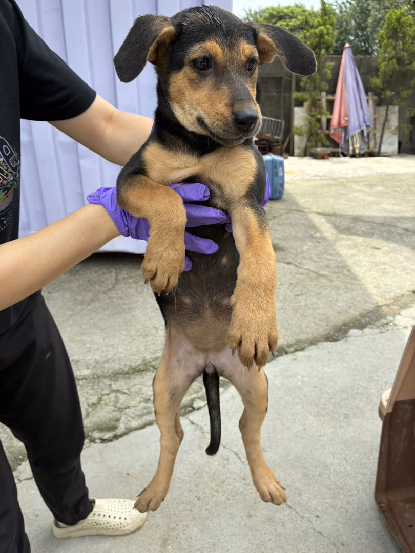 Black-and-tan young female mixed-breed dog, Small, shelter no. …8009