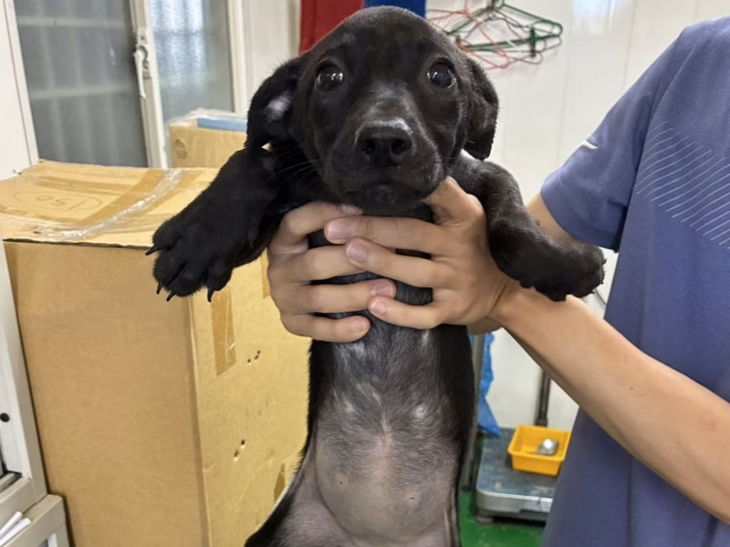 Black young female mixed-breed dog, Small, shelter no. …5009