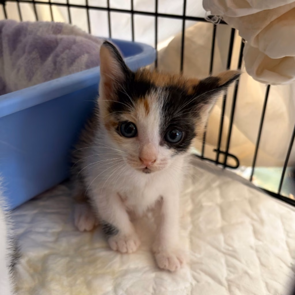 Pusang halo ang lahi (Babae, Bata, tatlong kulay), Maliit, blg. ng shelter …8002