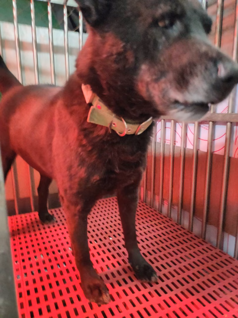 Black adult male mixed-breed dog, Medium, shelter no. …7008