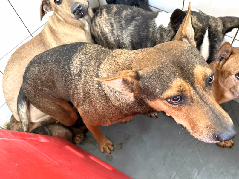 Brown adult male mixed-breed dog, Large, shelter no. …24-2