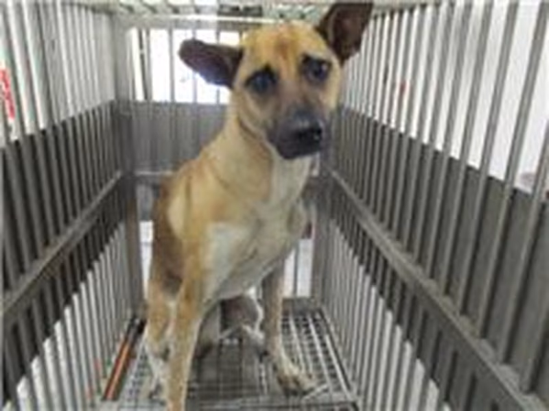 Tan adult female mixed-breed dog, Medium, shelter no. …3023