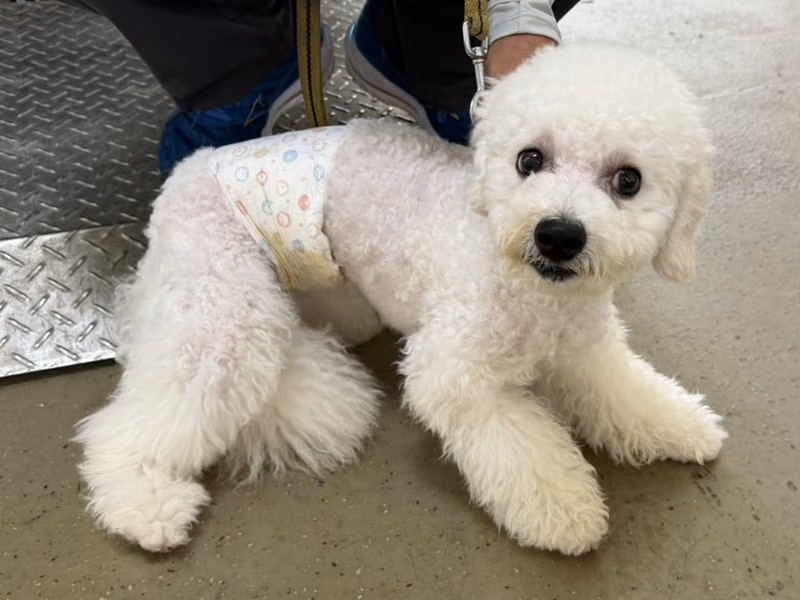 White adult male Bichon Frisé, Medium, shelter no. …2003