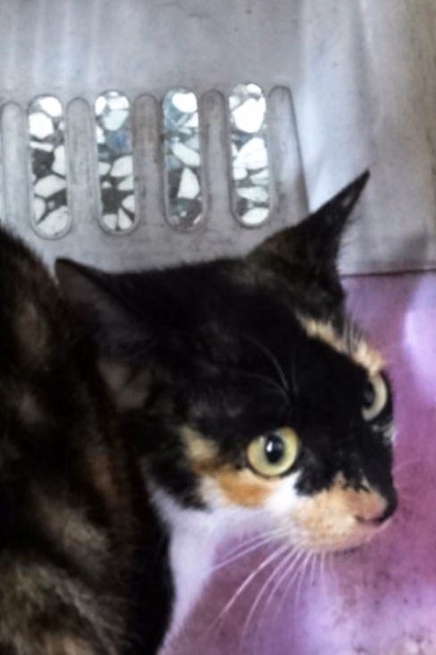 Calico adult mixed-breed cat, Large, shelter no. …1768