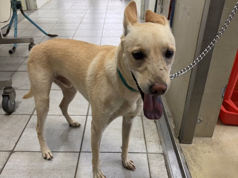 Tan-and-white adult male mixed-breed dog, Medium, shelter no. …8007