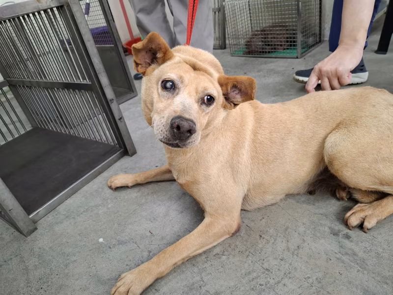 Tan adult male mixed-breed dog, Medium, shelter no. …1905