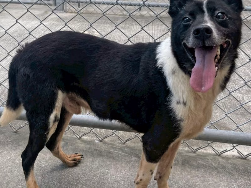 Black-and-white adult male mixed-breed dog, Medium, shelter no. …2312