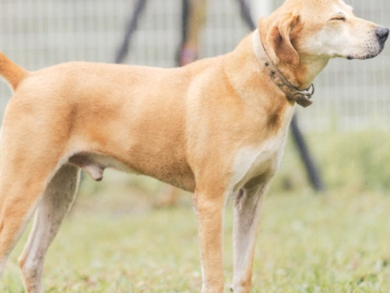 Tan adult male mixed-breed dog, Large, shelter no. …5004
