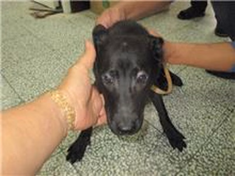 Black female mixed-breed dog, Small, shelter no. …6010