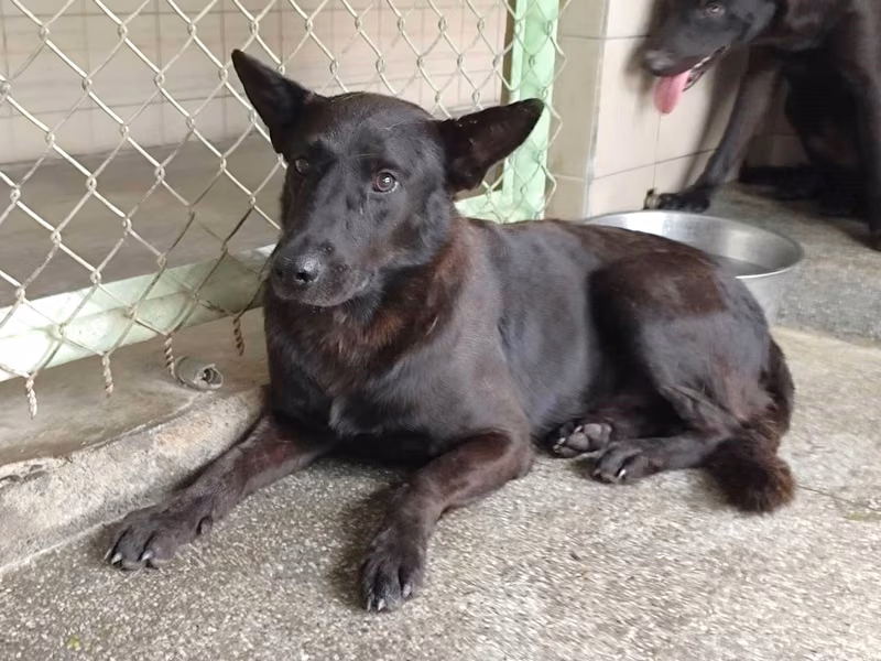 Black adult male mixed-breed dog, Large, shelter no. …2008