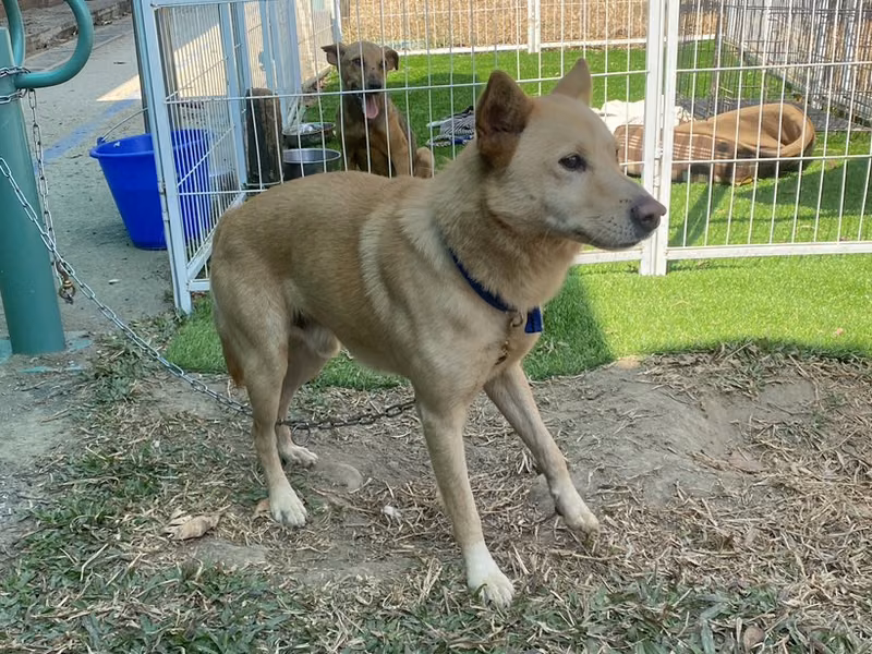 Tan adult male mixed-breed dog, Medium, shelter no. …3-14