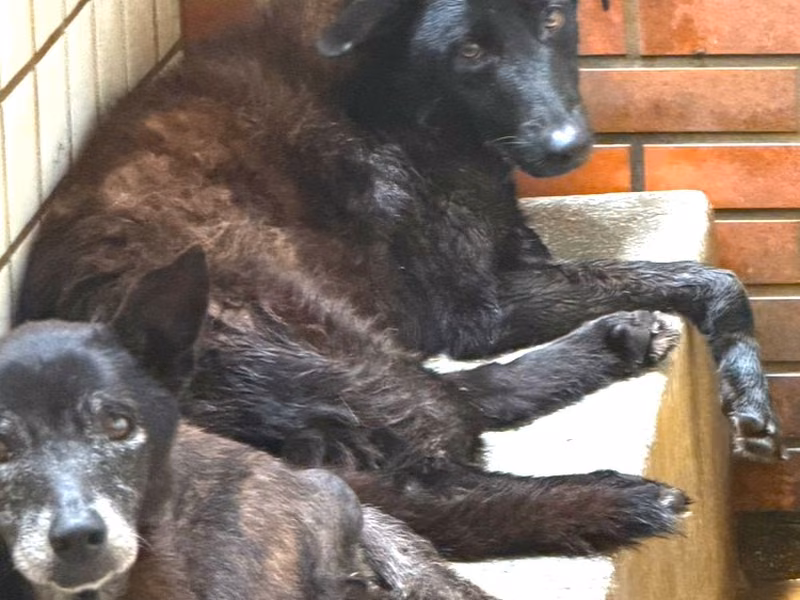 Black adult male mixed-breed dog, Large, shelter no. …1154