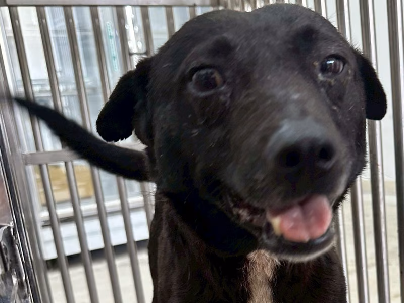 Black adult male mixed-breed dog, Medium, shelter no. …9002