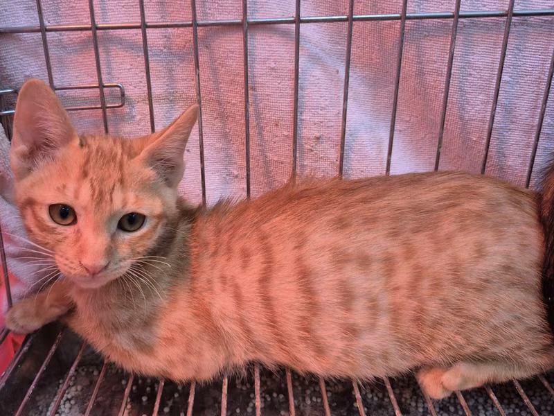 Orange tabby young male mixed-breed cat, Small, shelter no. …9001