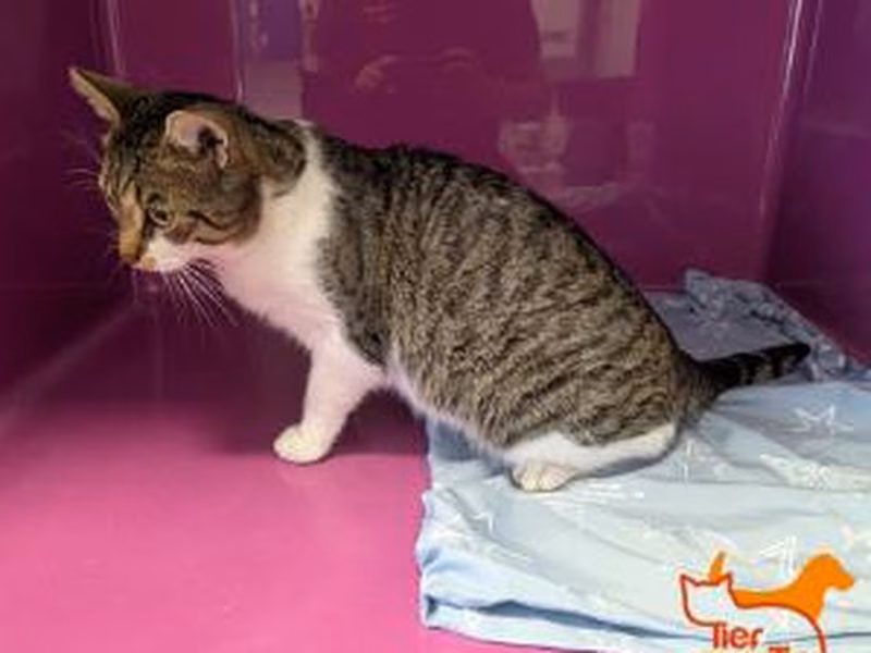 Brown tabby adult male European Shorthair, shelter no. …4398
