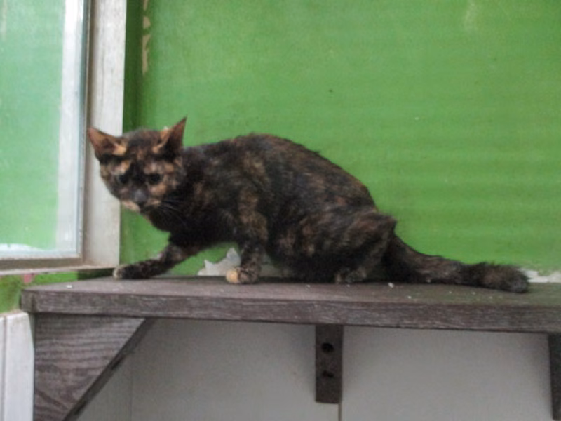Tabby adult female mixed-breed cat, Large, shelter no. …01-1