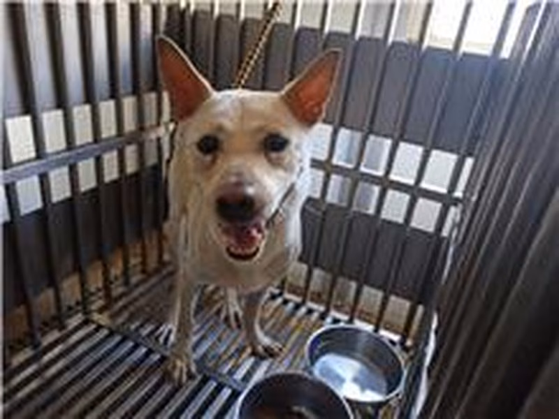 Tan adult male mixed-breed dog, Medium, shelter no. …2803