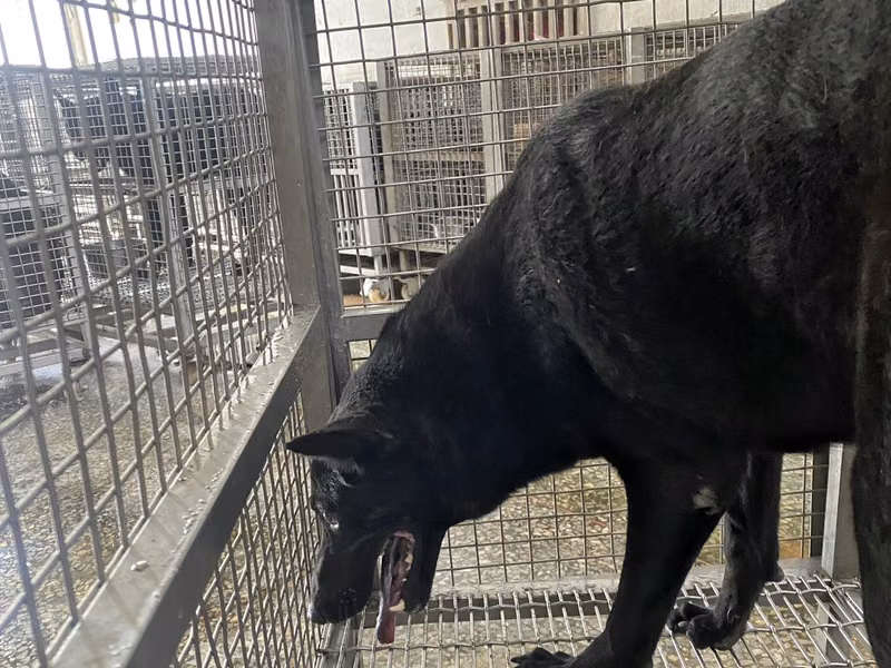 Black adult female mixed-breed dog, Large, shelter no. …4-06