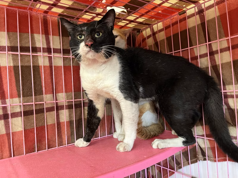 Black-and-white adult male mixed-breed cat, Medium, shelter no. …2706