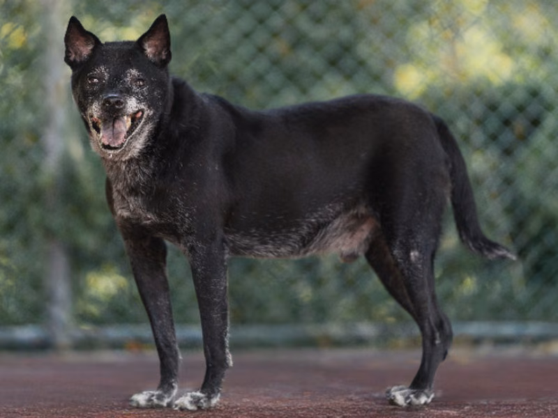 Black adult male mixed-breed dog, Medium, shelter no. …2507