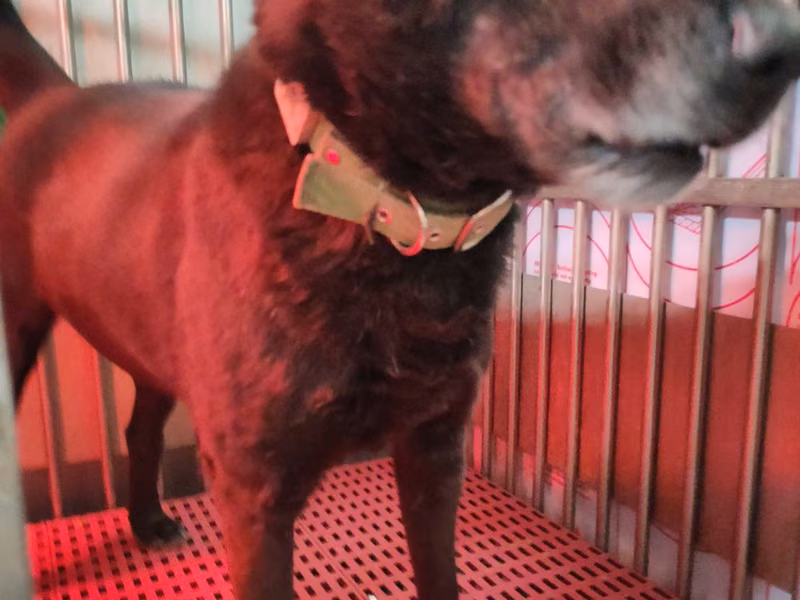 Black adult male mixed-breed dog, Medium, shelter no. …7008