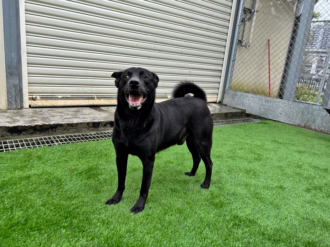 Black adult male mixed-breed dog, Medium, shelter no. …0602