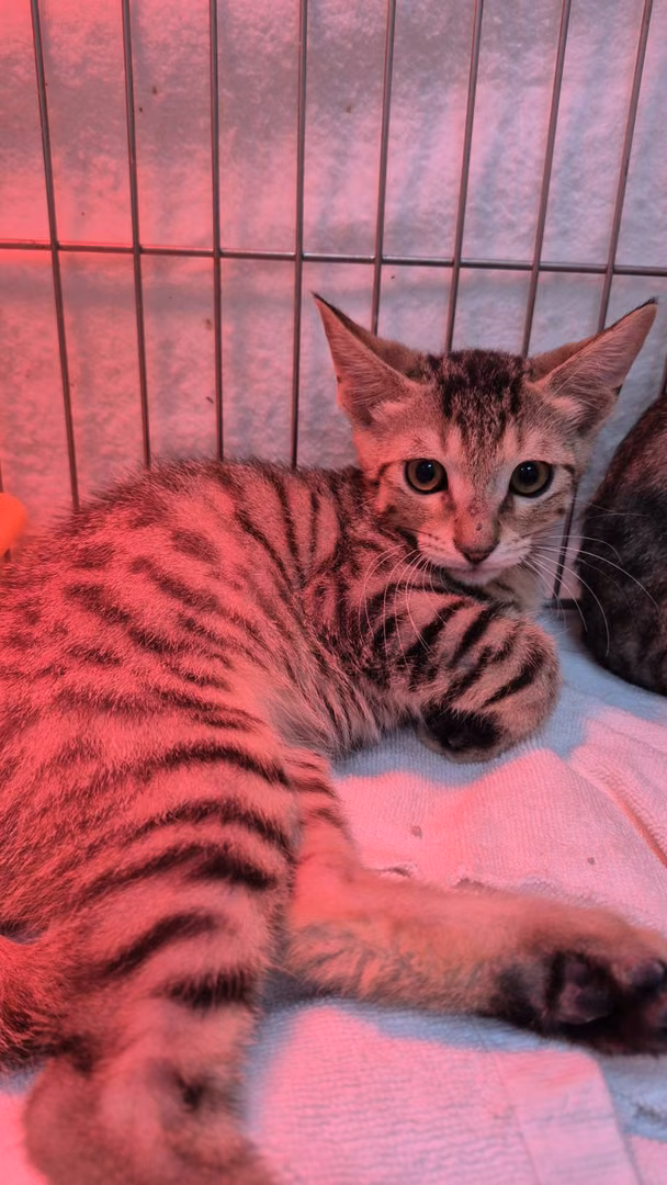 Tabby young male mixed-breed cat, Small, shelter no. …3002