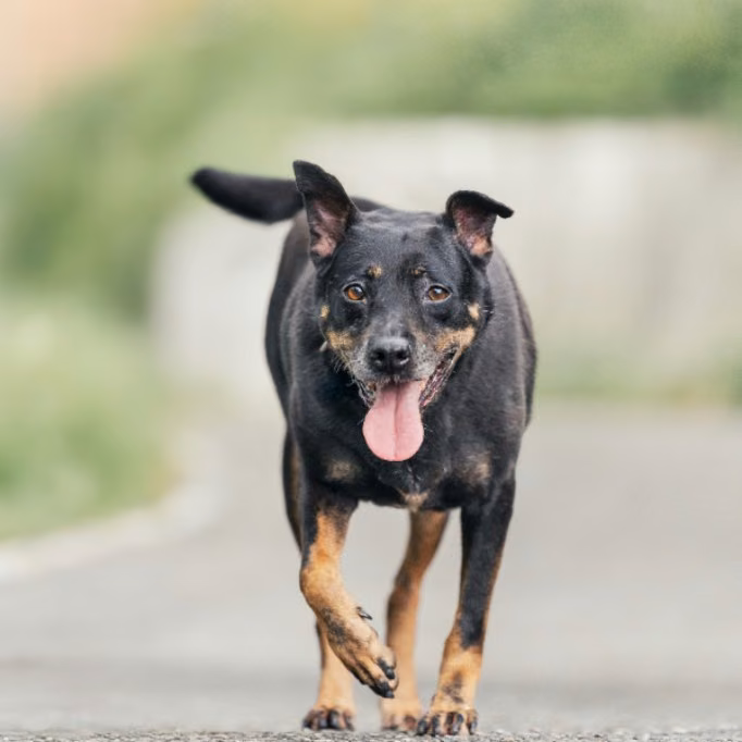 Black-and-tan adult female mixed-breed dog, Medium, shelter no. …0005