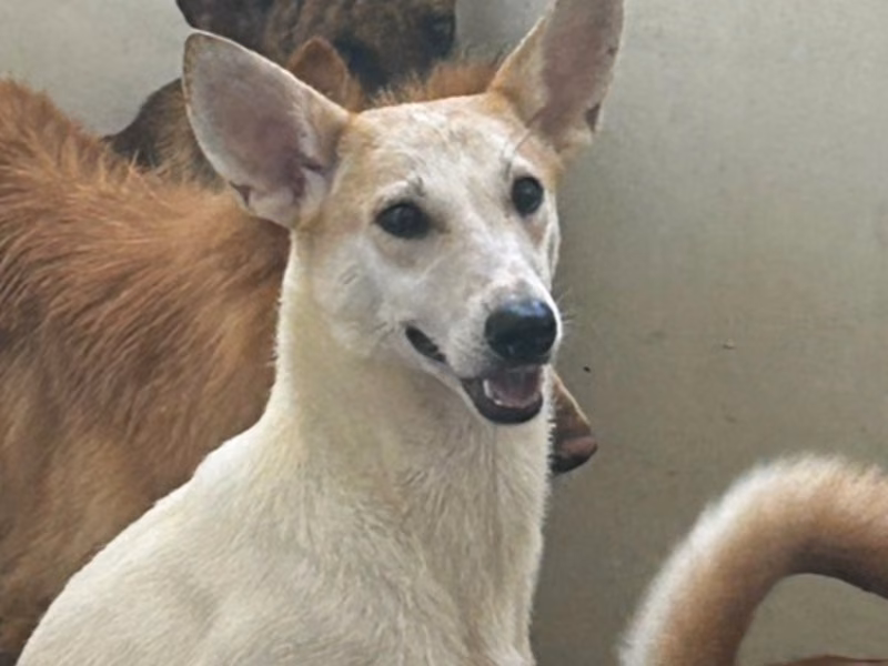 Tan-and-white young male mixed-breed dog, Medium, shelter no. …4007