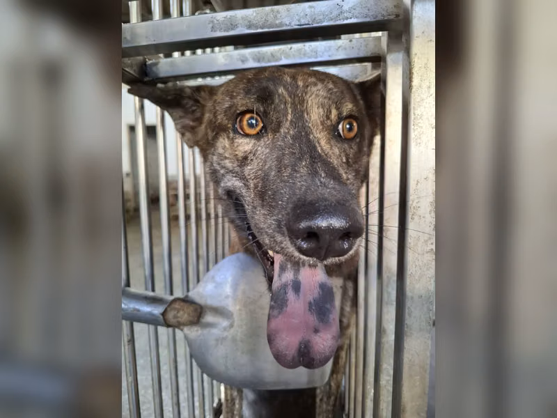 虎斑色成年公混種犬，中型, 收容編號 …9-05